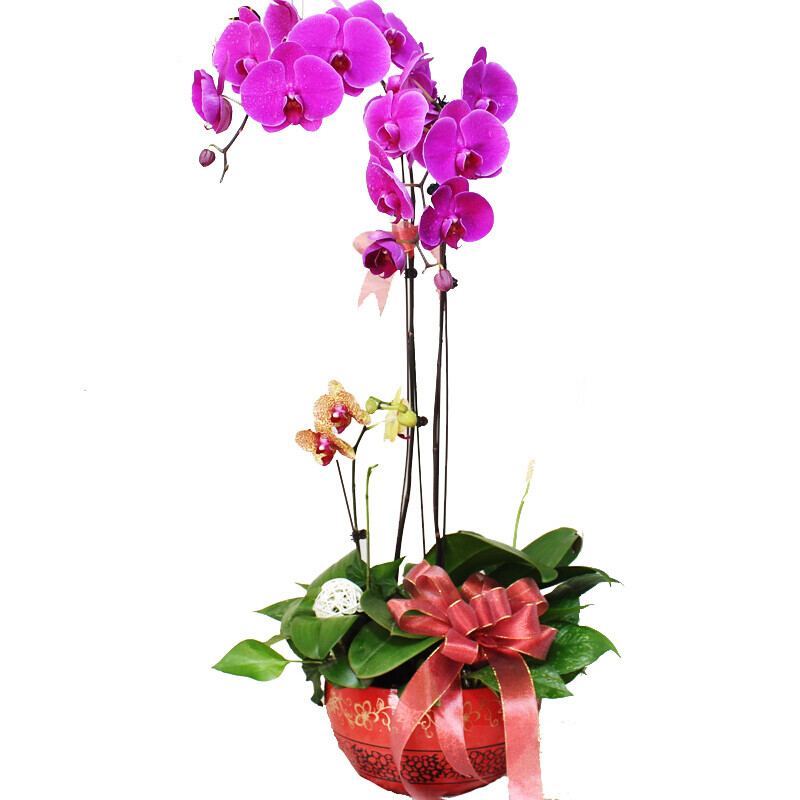 花之苑 一盆蝴蝶兰，承载暖心祝福的花语之选